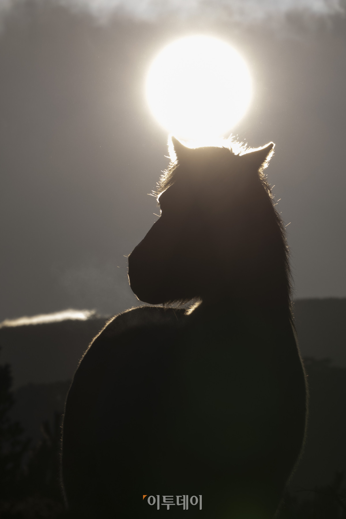 ▲제주시 제주축산생명연구원에서 제주마 뒤로 병오년(丙午年) 새해 첫 태양이 떠오르고 있다. 을사년(乙巳年)은 코스피 4000 돌파, 삼성전자 주가 10만원 돌파, 누리호 4차 발사 성공 등 한국 경제와 산업 전반에 새로운 도약의 이정표가 세워졌다. 들판을 뛰어다니는 제주마처럼 힘차게 나아가는 새해가 되기를 기대한다. 조현호 기자 hyunho@