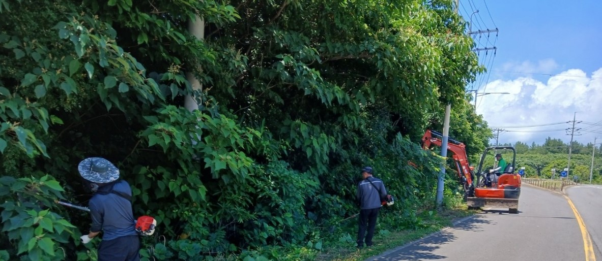 ▲제주도는 '반복'과 '지속'을 핵심 키워드로 2026년 칡덩굴 관리 전략을 수립해 1월부터 시행한다 (사진제공=제주도)
