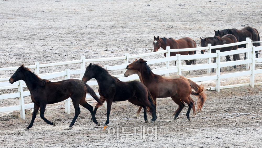 ▲병오년(丙午年) 붉은 말의 해를 맞아 경기 고양 서삼릉 인근 한국마사회 원당종마목장에서 말들이 대지를 박차고 힘차게 달린다.  (고이란 기자 photoeran@)