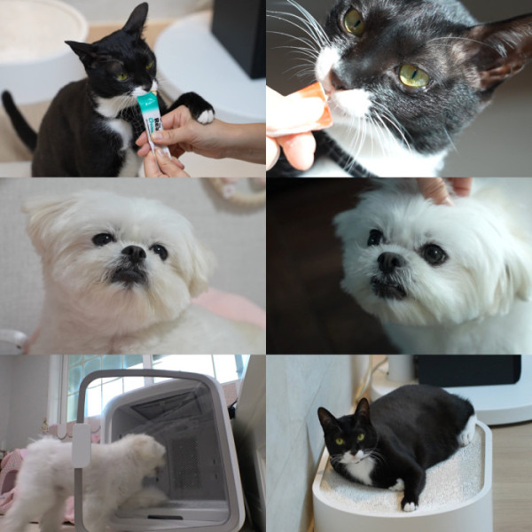 ▲'동물농장' (사진제공=SBS )