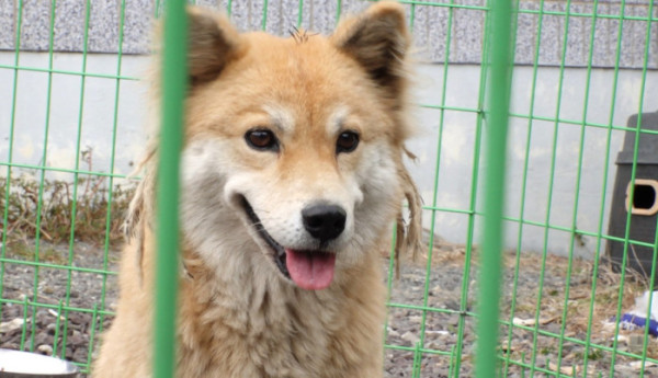 ▲'TV동물농장' (사진제공=SBS )