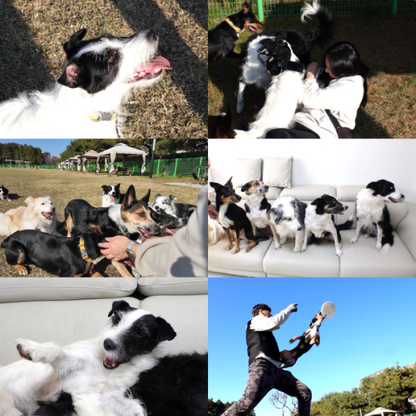 ▲'TV 동물농장'(사진제공=SBS )