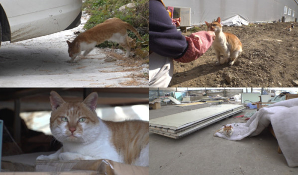 ▲'TV동물농장' (사진제공=SBS )