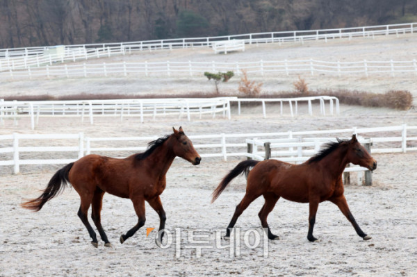 ▲병오년(丙午年) 붉은 말의 해를 맞아 경기 고양 서삼릉 인근 한국마사회 원당종마목장에서 말들이 대지를 박차고 힘차게 달린다. 한국경제는 불확실성의 시간을 지나 다시 확장의 전환점을 맞이하고 있다. 반도체와 첨단산업의 회복을 축으로 수출이 살아나고 투자가 재개되며, 내수 역시 반등 국면에 들어서고 있다. 앞을 향해 달려나가는 말의 기세처럼 기업과 시장은 위기를 넘어 새로운 성장의 방향을 향해 움직인다. 새해의 출발선에서 한국 경제는 회복을 넘어 도약을 향한 발굽을 높이 든다. 고이란 기자 photoeran@ (이투데이DB)