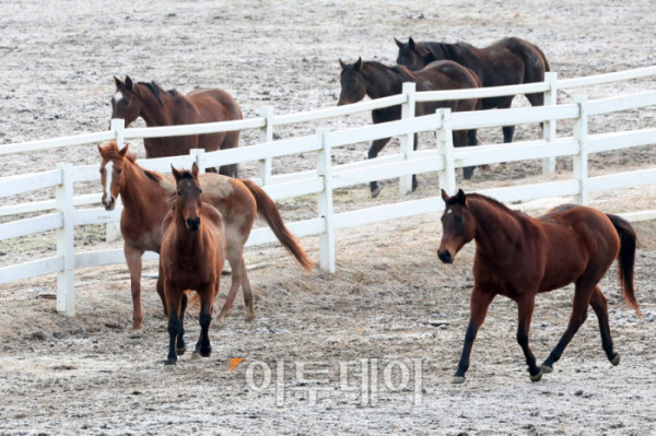 ▲병오년(丙午年) 붉은 말의 해를 맞아 경기 고양 서삼릉 인근 한국마사회 원당종마목장에서 말들이 대지를 박차고 힘차게 달린다. 한국경제는 불확실성의 시간을 지나 다시 확장의 전환점을 맞이하고 있다. 반도체와 첨단산업의 회복을 축으로 수출이 살아나고 투자가 재개되며, 내수 역시 반등 국면에 들어서고 있다. 앞을 향해 달려나가는 말의 기세처럼 기업과 시장은 위기를 넘어 새로운 성장의 방향을 향해 움직인다. 새해의 출발선에서 한국 경제는 회복을 넘어 도약을 향한 발굽을 높이 든다. 고이란 기자 photoeran@ (이투데이DB)