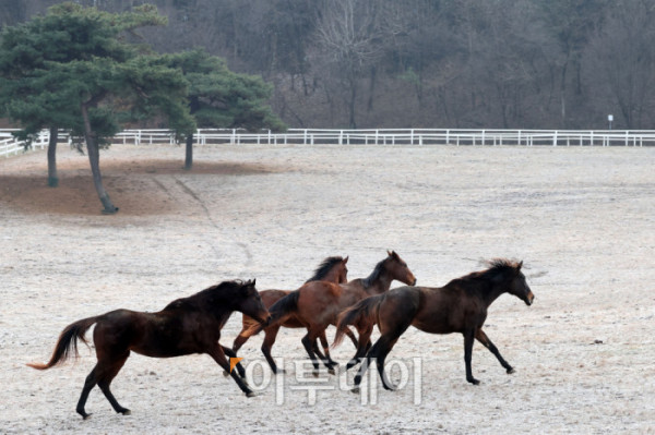 ▲병오년(丙午年) 붉은 말의 해를 맞아 경기 고양 서삼릉 인근 한국마사회 원당종마목장에서 말들이 대지를 박차고 힘차게 달린다. 한국경제는 불확실성의 시간을 지나 다시 확장의 전환점을 맞이하고 있다. 반도체와 첨단산업의 회복을 축으로 수출이 살아나고 투자가 재개되며, 내수 역시 반등 국면에 들어서고 있다. 앞을 향해 달려나가는 말의 기세처럼 기업과 시장은 위기를 넘어 새로운 성장의 방향을 향해 움직인다. 새해의 출발선에서 한국 경제는 회복을 넘어 도약을 향한 발굽을 높이 든다. 고이란 기자 photoeran@ (이투데이DB)