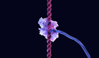 리제네론, 테세라 ‘MGE 편집약물’ 계약금 1.5억弗 “베팅”