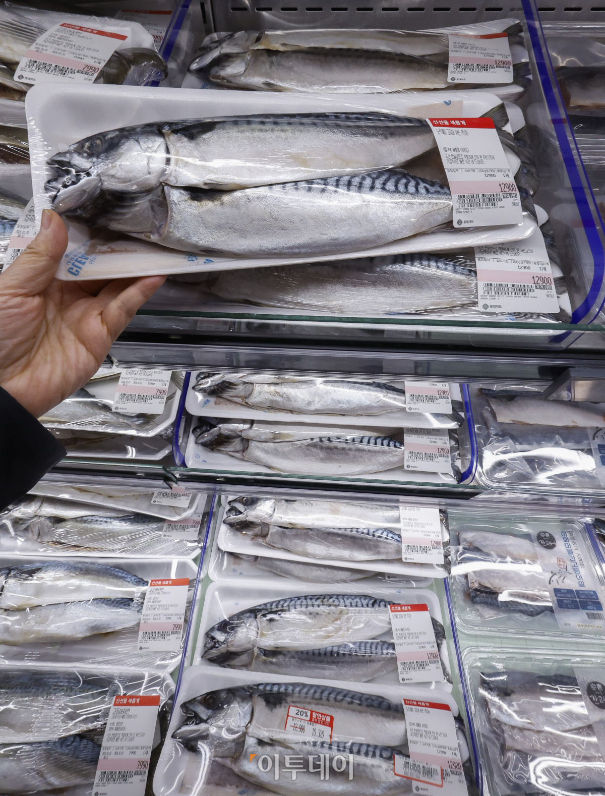 ▲국민 생선인 고등어가 가파른 가격 상승세를 보이고 있다. 1일 한국농수산식품유통공사 집계에 따르면 수입산 염장(대) 고등어 한 손 소매가격은 작년 12월 평균 1만363원으로 1만원을 넘어섰다. 이는 한 달 전(9828원)보다 500원 이상 상승하고, 전년 같은 기간(8천48원)보다 2천원 넘게 상승한 금액이다. 이날 서울 시내 한 대형마트에 고등어가 진열되어 있다. 조현호 기자 hyunho@