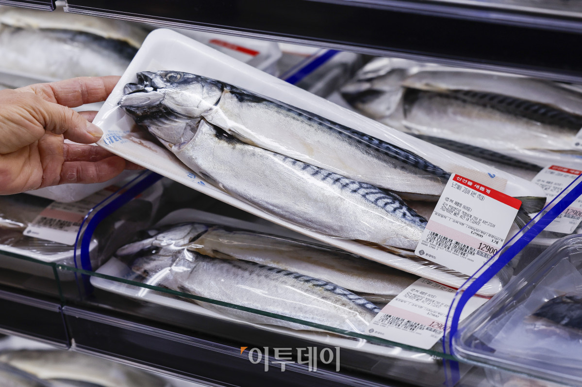 ▲국민 생선인 고등어가 가파른 가격 상승세를 보이고 있다. 1일 한국농수산식품유통공사 집계에 따르면 수입산 염장(대) 고등어 한 손 소매가격은 작년 12월 평균 1만363원으로 1만원을 넘어섰다. 이는 한 달 전(9828원)보다 500원 이상 상승하고, 전년 같은 기간(8천48원)보다 2천원 넘게 상승한 금액이다. 이날 서울 시내 한 대형마트에 고등어가 진열되어 있다. 조현호 기자 hyunho@