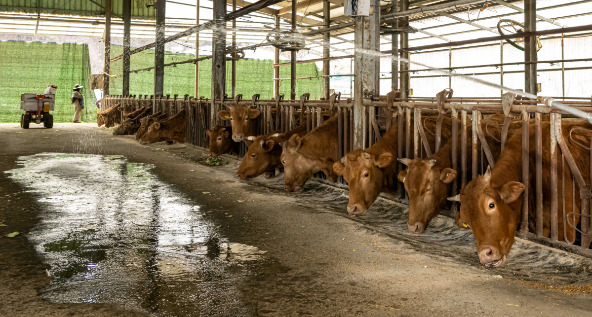 ▲부산 기장군 철마면의 한 한우농장에서 농장주가 구제역 예방을 위해 소독약을 살포하고 있다.(기사와 직접적 관련 없음) (뉴시스)