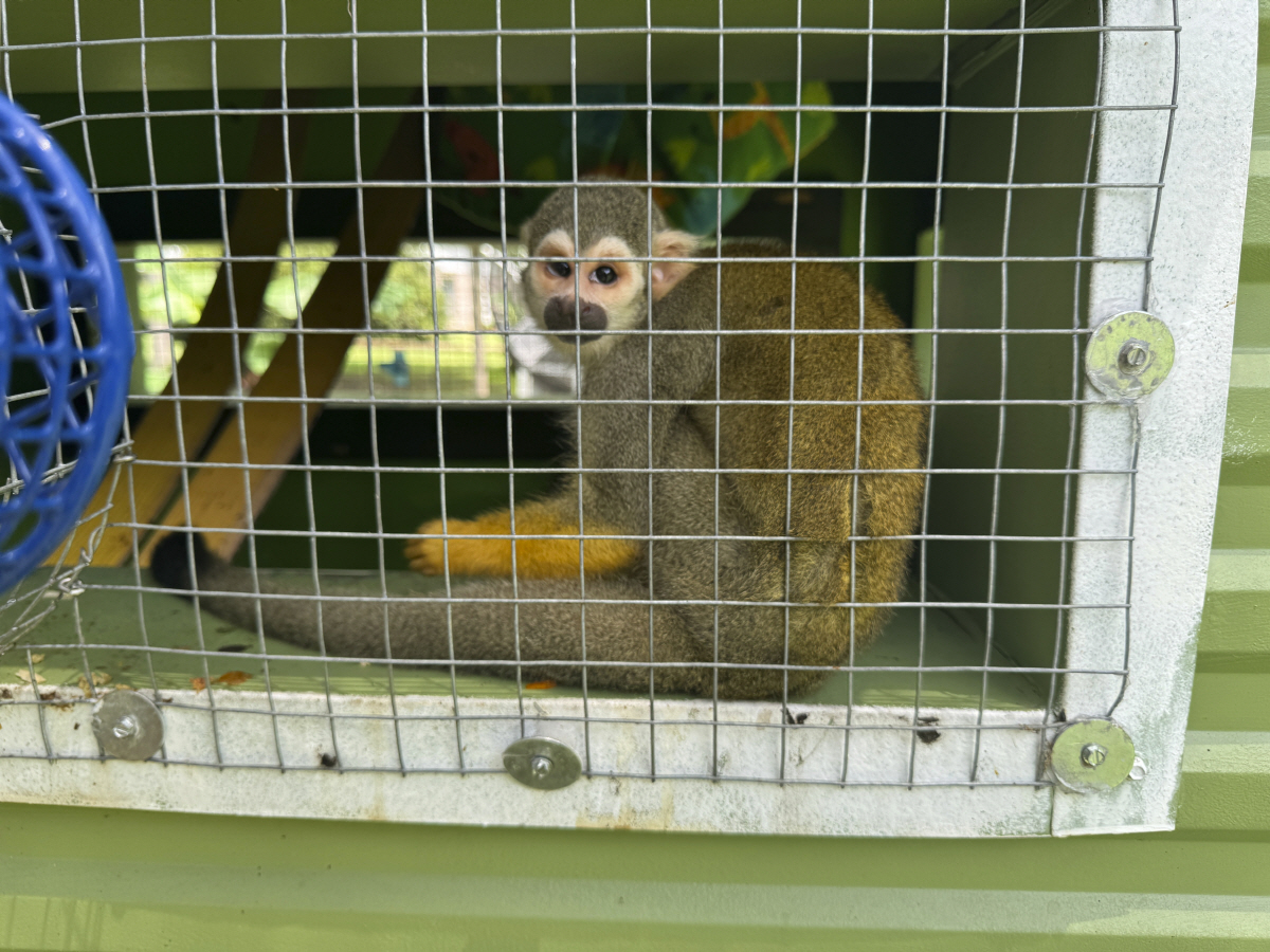 ▲미국 미시시피주 퍼킨스턴에 있는 걸프코스트 영장류 보호구역에서 다람쥐원숭이 한 마리가 우리 안에서 바깥을 바라보고 있다. (퍼킨스턴(미국)/AP연합뉴스)