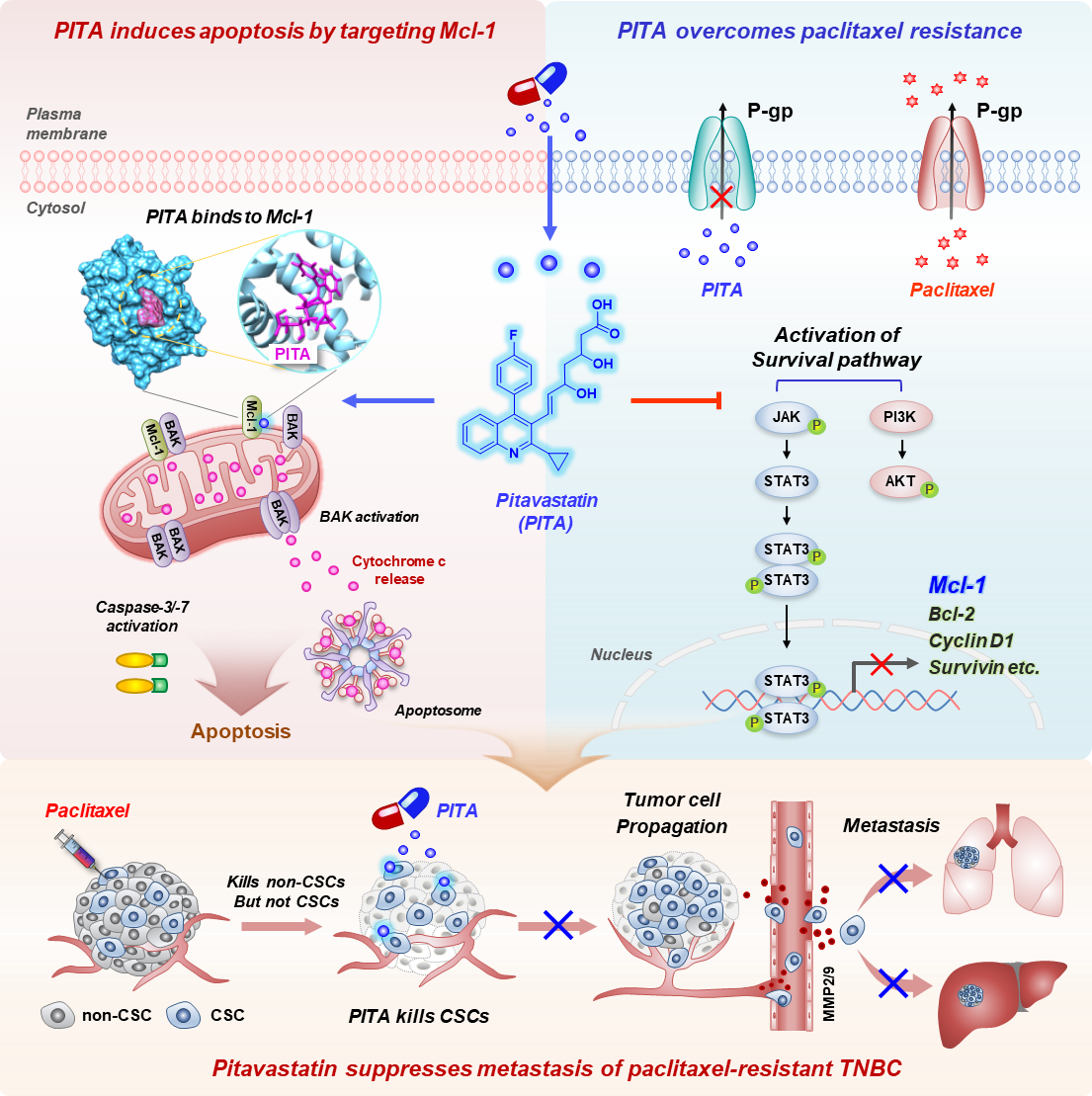 ▲피타바스타틴은 Mcl-1에 작용해 암세포 사멸을 유도하고, 내성 관련 생존 신호를 억제해 재발과 전이를 줄인다. (고려대학교 구로병원)