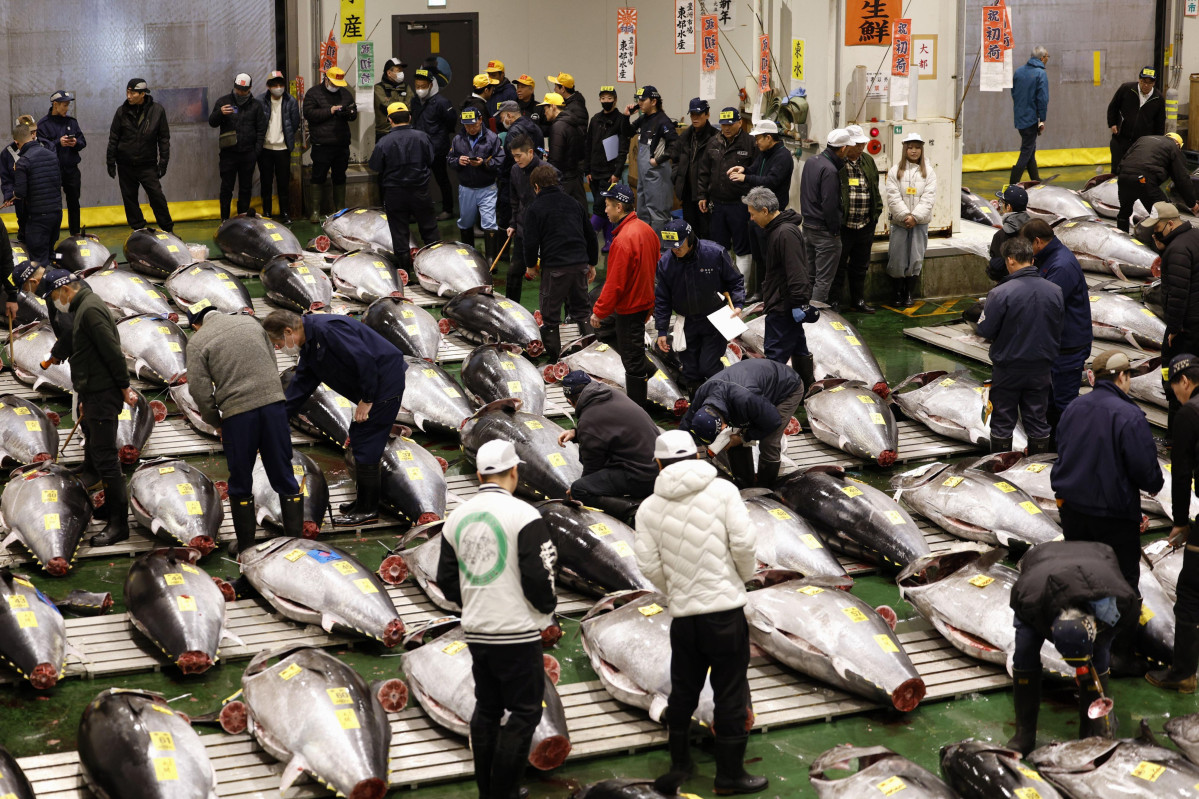 ▲5일 도쿄 고토구 도요스시장에서 신년 첫 참치 경매가 열리고 있다.  (교도연합뉴스 )