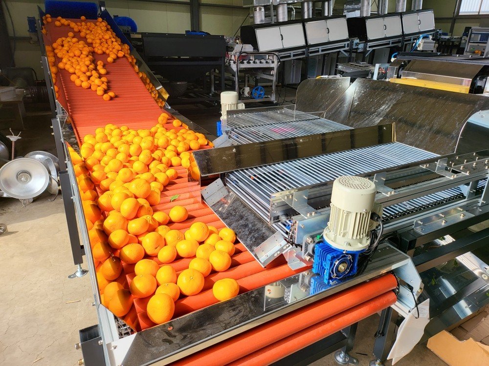 ▲제주 농가에서 감귤을 수확하고 있는 모습. 제주도는 미국산 만다린의 무관세 유통에 대응해 생산 단계부터 품질을 높이는 대책을 마련하고 있다. (사진제공=제주도)