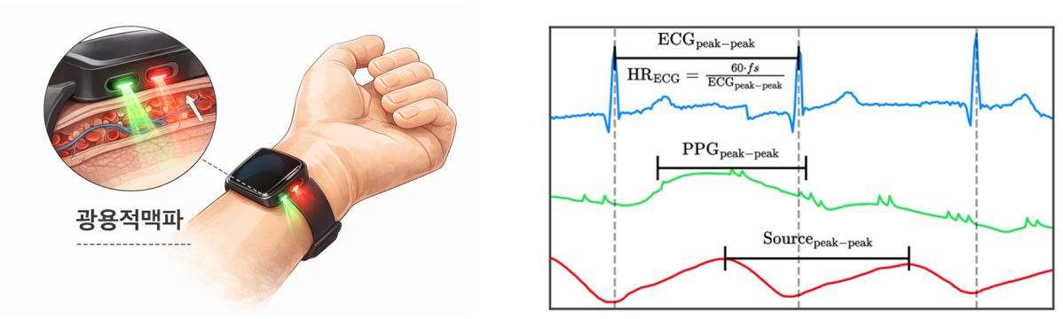 ▲(왼쪽)광용적맥파 측정 원리 개념도. 스마트워치의 빛으로 혈류 변화를 감지해 심박수를 측정한다. (오른쪽)파란색 선은 심전도, 초록색 선은 광용적맥파 원 신호, 빨간색 선은 인공지능으로 분리된 근원 신호. 분리된 근원 신호에서는 심전도 기준 심장 박동 시점과 일치하는 피크가 뚜렷하게 나타난다. (서울대병원)