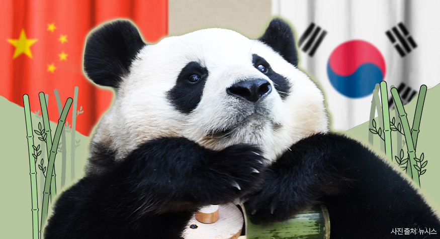 ▲판다 추가 대여…푸바오가 돌아올 순 없나요?, 광주 우치동물원 판다 임대 가능성…푸바오 근황 주목 (김다애 디자이너 mnbgn@)