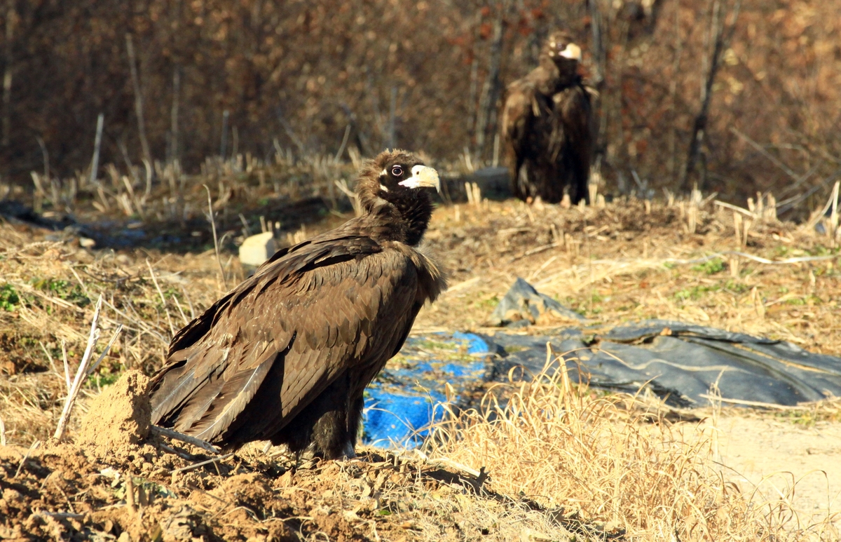 ▲전북도 남원 찾은 독수리 떼. (사진제공=남원시)