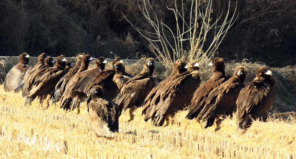 ▲남원시 보절면의 들판에서 많은 수의 독수리들이 모여 날개를 편 채 서 있는 모습이 8일 겨울철 이동 경로지의 풍경을 보여준다.