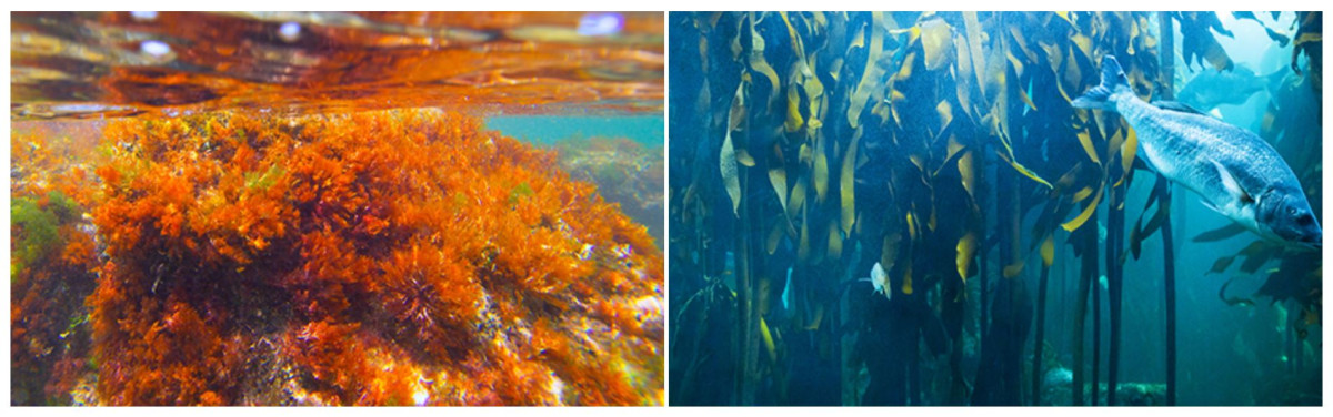 ▲해조류 (사진제공=완도군청)