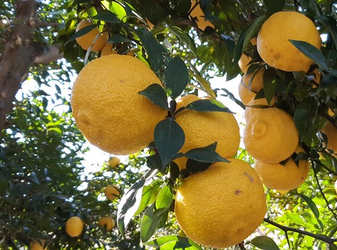 ▲전남 고흥군의 유자. (사진제공=뉴시스)