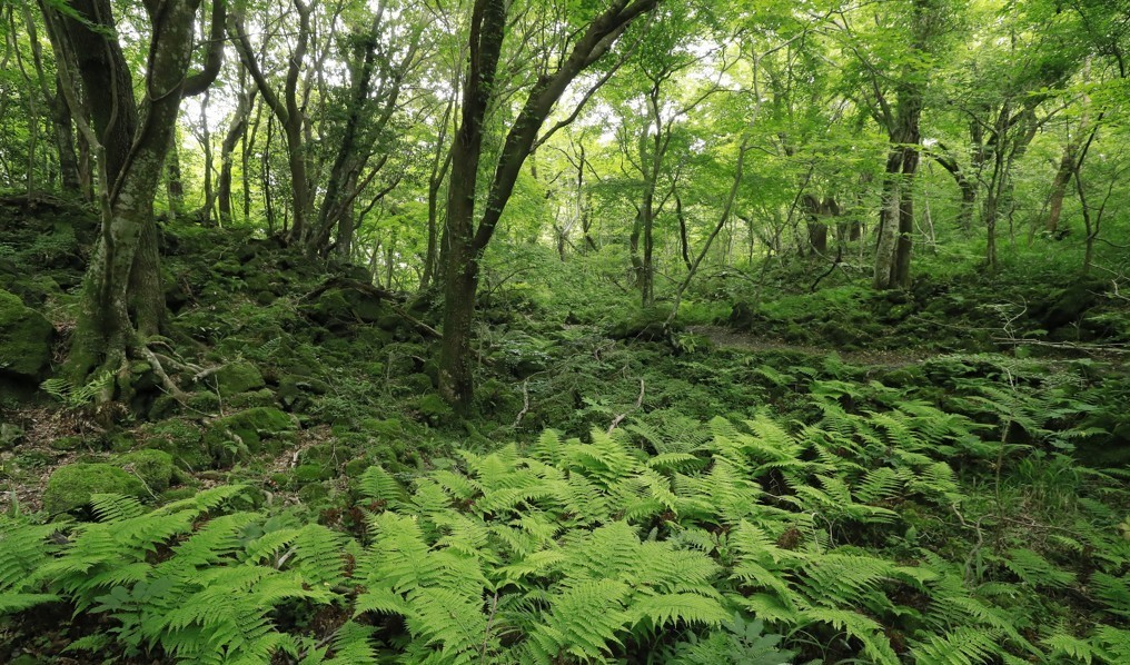 ▲제주 교래자연휴양림 곶자왈. (사진제공=연합뉴스)