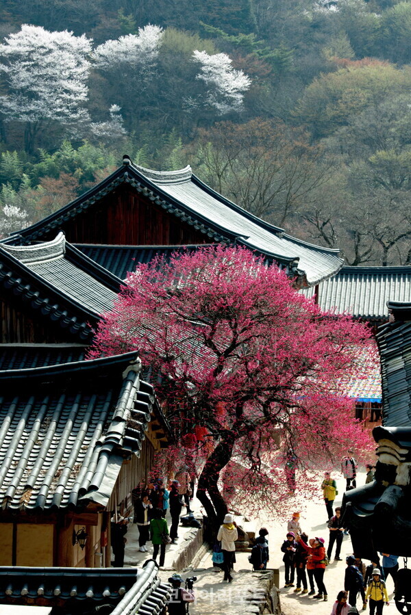 ▲전남도  구례군 화엄사 홍매화. (사진제공=전남도)