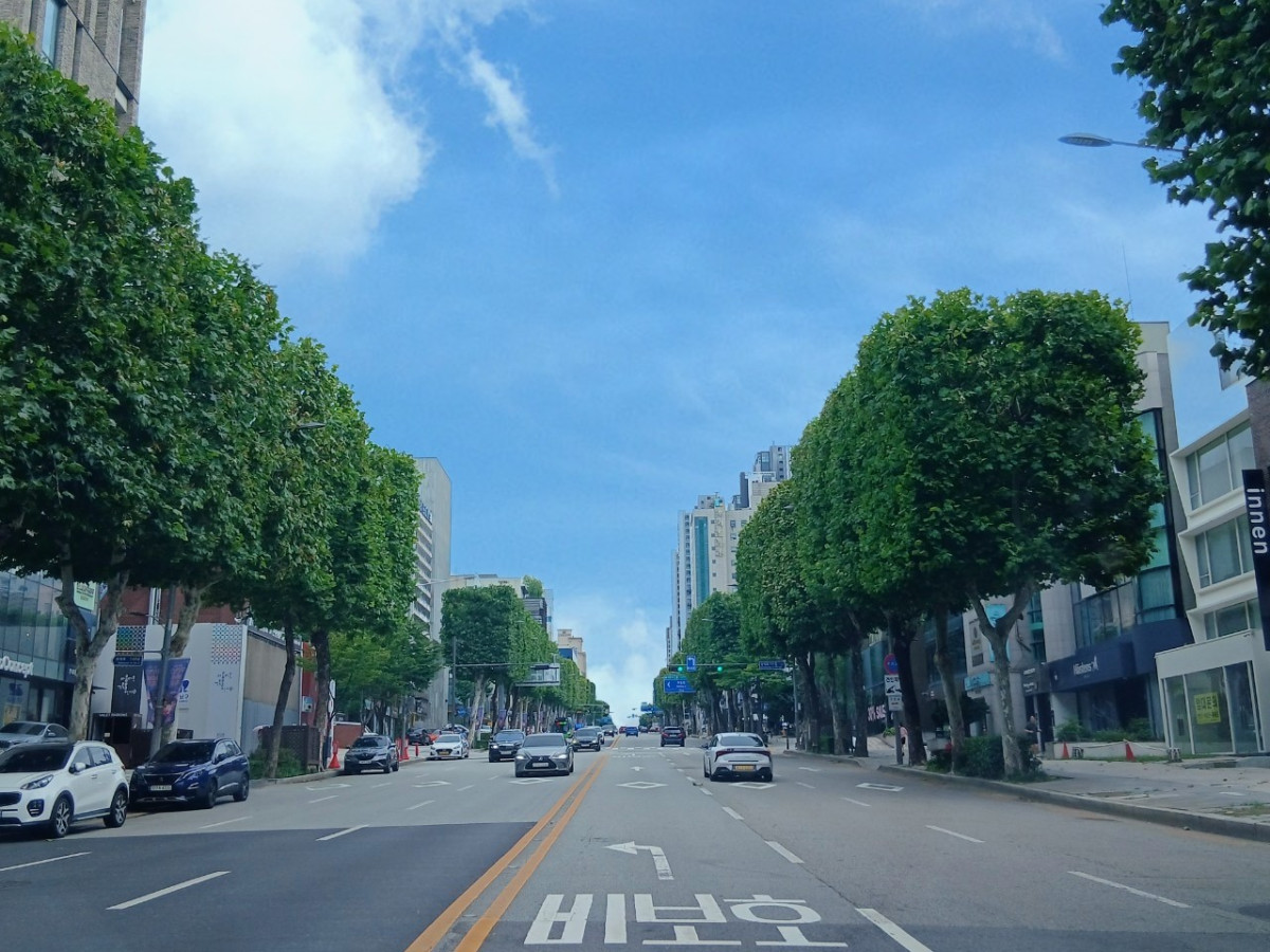 ▲서울 강남구 삼성로 양버즘나무 (서울시 제공)