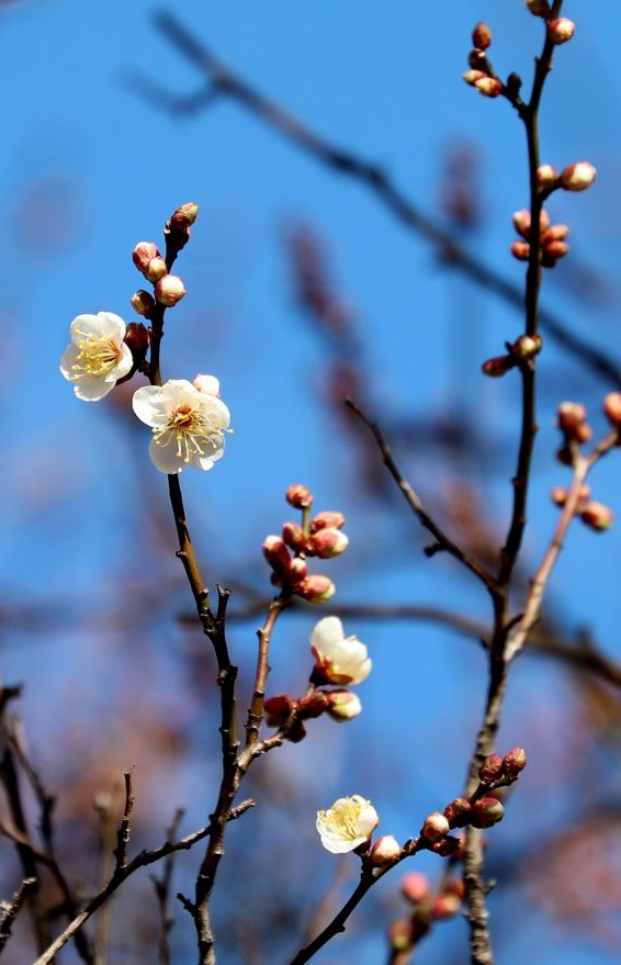 ▲전남 광양시 소학정 매화가 전국에서 가장 먼저 개화하며 이른 봄의 시작을 알리고 있다.  (사진제공=광양시)