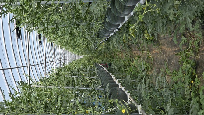 ▲전남 구례군 수박 스마트 수직재배 단지 농장 모습. (사진제공=구례군)