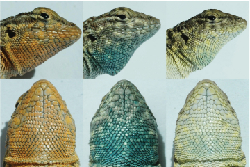 ▲북미 서부 건조지대에 서식하는 옆줄무늬도마뱀 수컷은 목 피부 색깔에 따라 세 종류로 나뉜다. 이들은 번식 전략이 다른데 주황색(왼쪽)은 파란색(가운데)을 이기고 파란색은 노란색(오른쪽)을 이기고 노란색은 주황색을 이기는 가위바위보 관계이다. 사진출처: ‘사이언스’