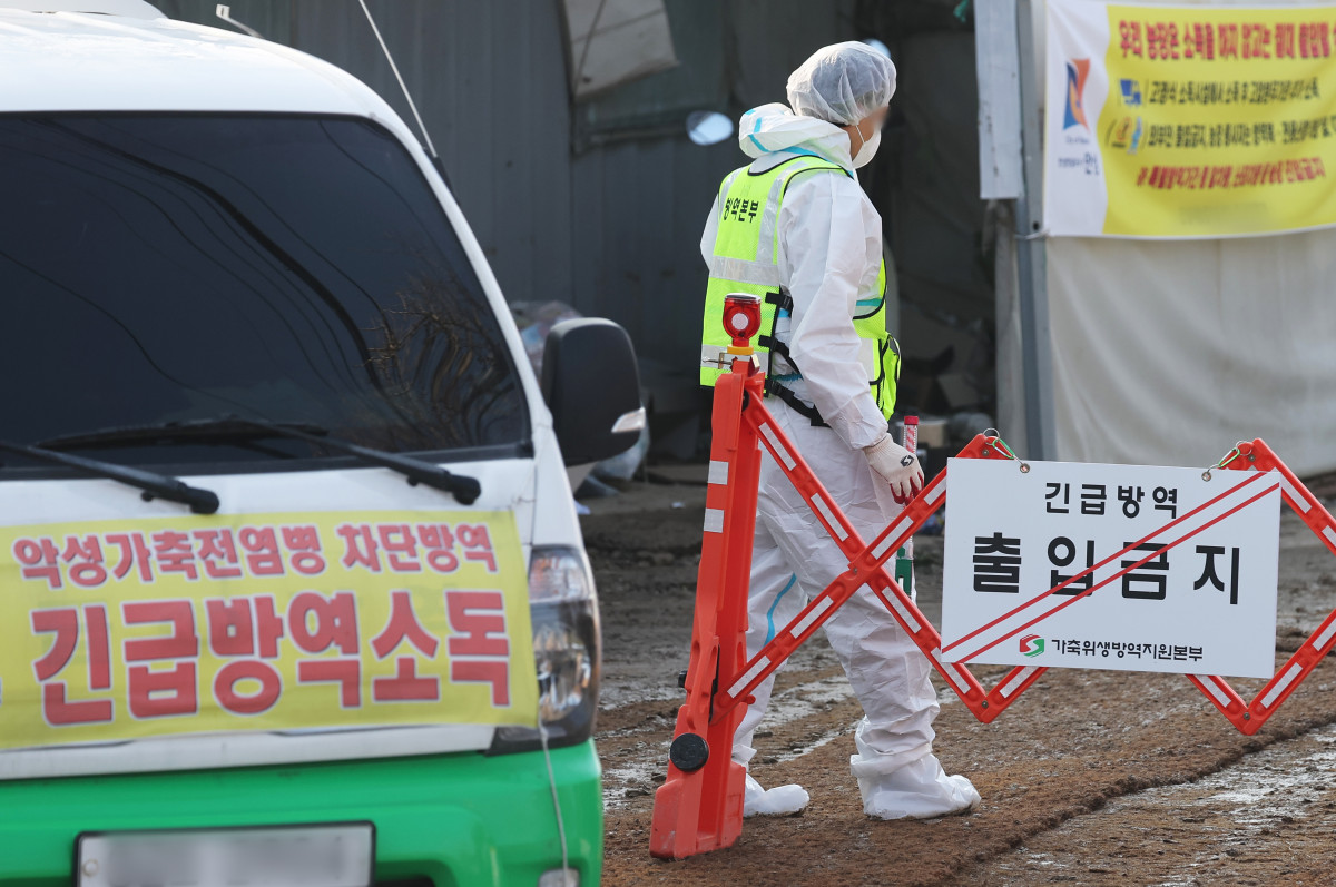 ▲H5N1형 고병원성 조류인플루엔자 확진 판정을 받은 경기도 안성시 한 산란계 농장 출입이 통제되고 있다. (연합뉴스)