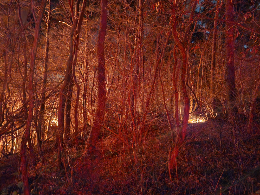 ▲21일 오후 부산 기장군 기장읍 한 공장에서 시작된 화재가 인근 산으로 옮겨붙어 확산하고 있다. (사진제공=부산소방본부)