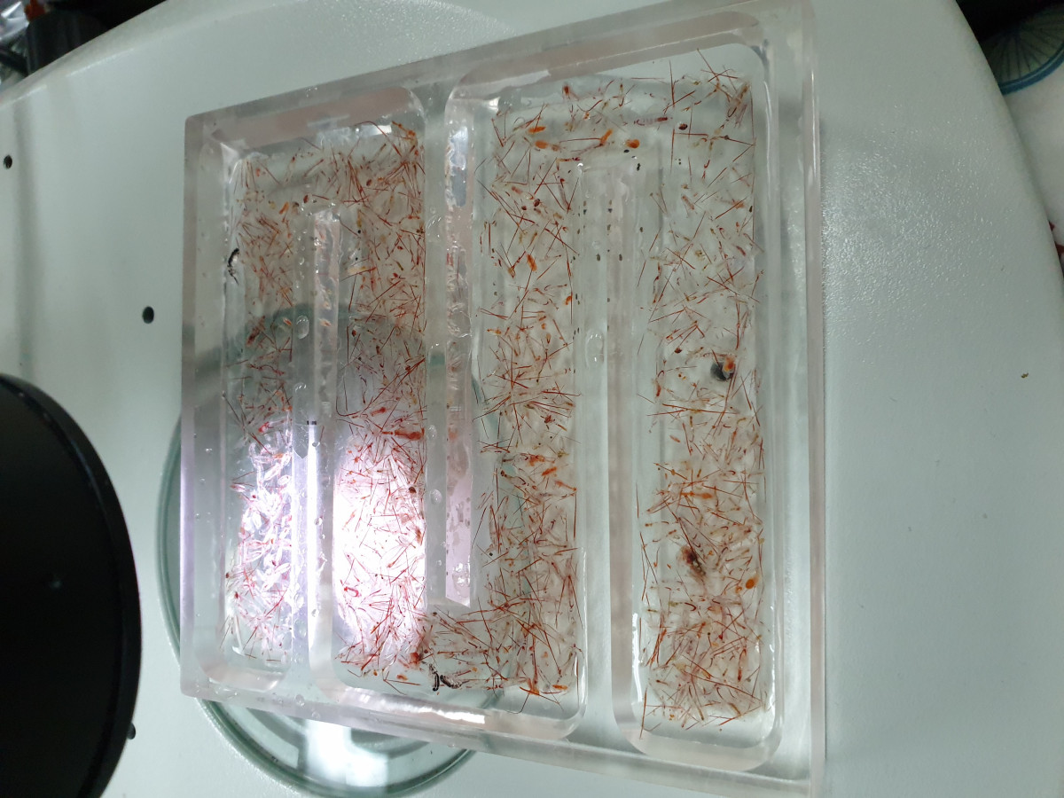 ▲서북극해에서 채집한 태평양 동물플랑크톤. (사진제공=극지연구소)