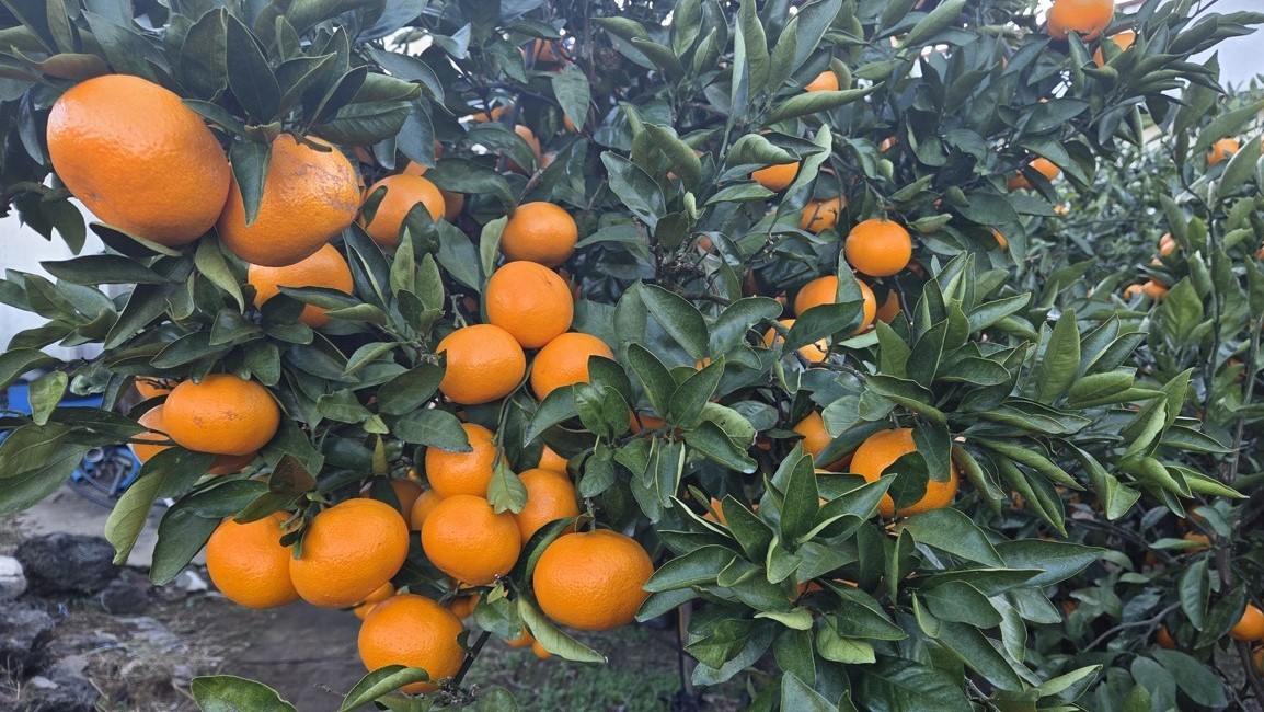 ▲제주 서귀포시 시설하우스 내 레드향  (사진제공=연합뉴스)