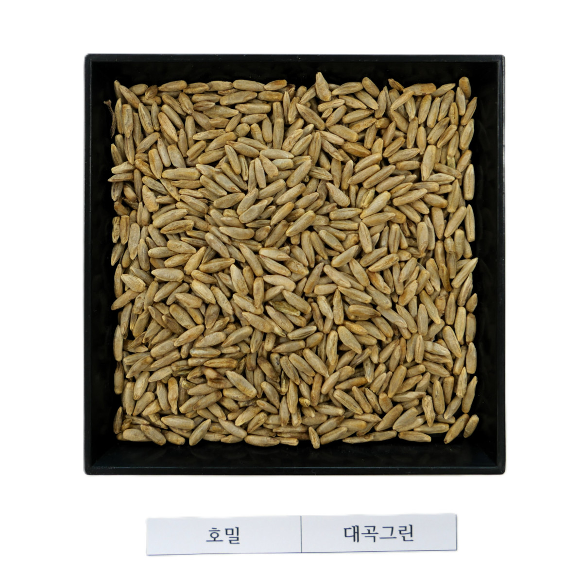 ▲호밀-대곡그린 (사진제공=한국농업기술진흥원)