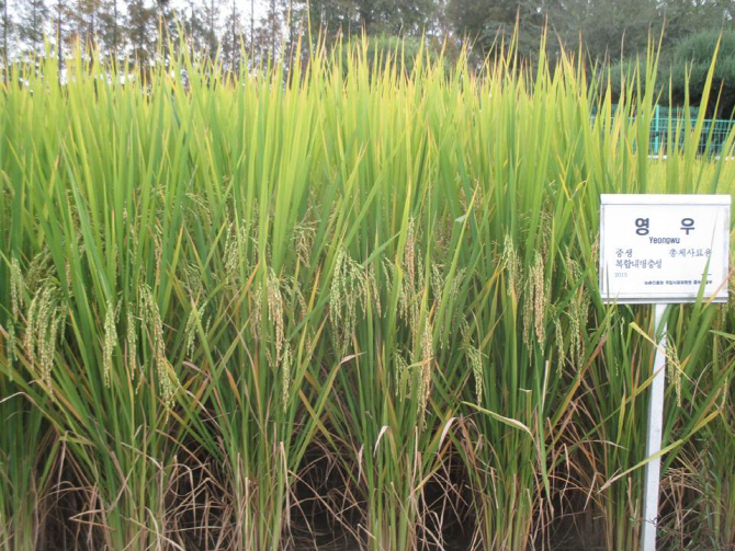 ▲총체 벼 품종 영우 (사진제공=한국농업기술진흥원)