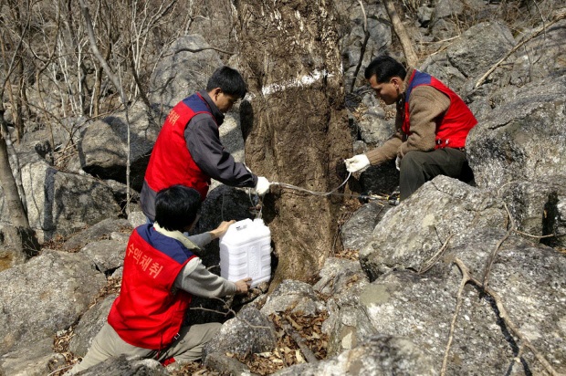 ▲고로쇠 생산농가들이 전남도 광양 백운산에서 고로쇠를 채취하고 있다. (사진제공=전남도)
