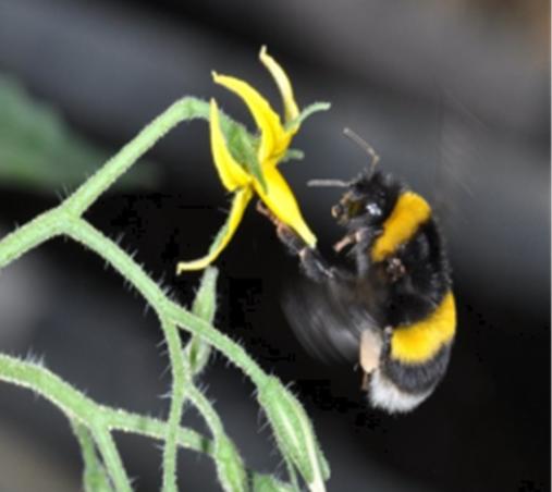 ▲뒤영벌 (사진제공=농촌진흥청)