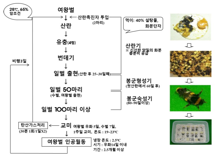 ▲뒤영벌 연중 실내 대량증식 체계도 (자료제공=농촌진흥청)