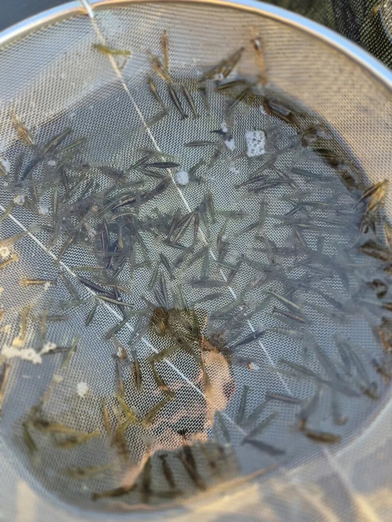 ▲전북도가 국립생태원과 함께 토하(새뱅이)를 활용한 친환경 양식기술 특허 3건을 공동 출원했다. (사진제공=전북도)