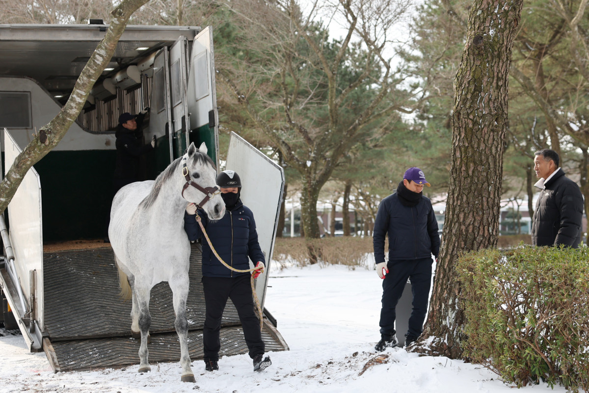 ▲제주목장에 도착한 닉스고 (사진제공=한국마사회)