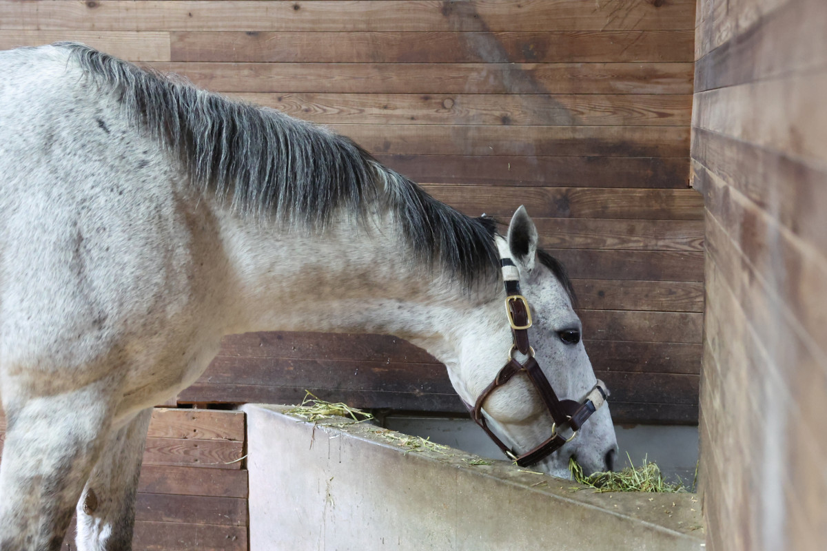 ▲닉스고가 건초를 먹고 있다 (사진제공=한국마사회)