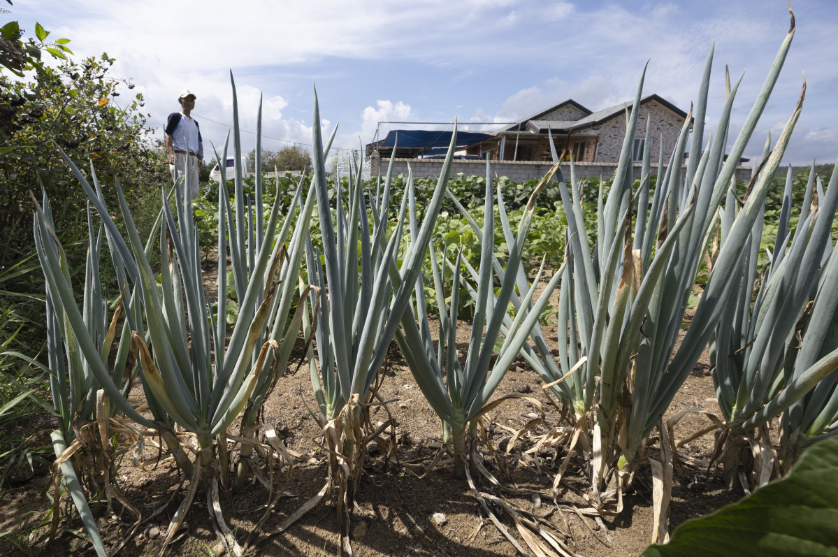 ▲극심한 가뭄이 이어지는 2025년 9월 3일 강원 강릉시 연곡리 인근 농가에서 한 농민이 마른 작물을 바라보고 있다. 강릉 지역 주요 수원인 오봉저수지의 저수율은 전날 14.4%에서 더 떨어져 14.1%를 기록했다. (뉴시스)