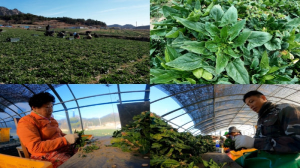 ▲'극한직업' (사진제공=EBS1 )