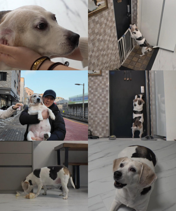 ▲'TV 동물농장' (사진제공=SBS )