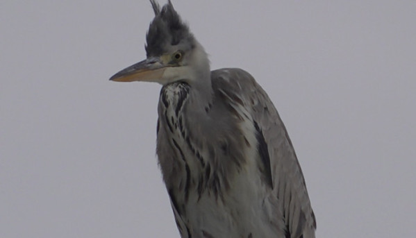 ▲'TV동물농장' (사진제공=SBS )