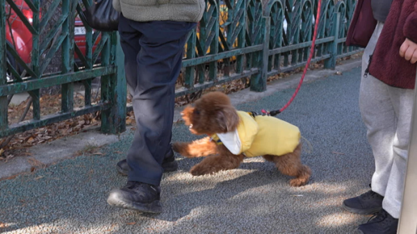 ▲'개는 훌륭하다' (사진제공=KBS 2TV)