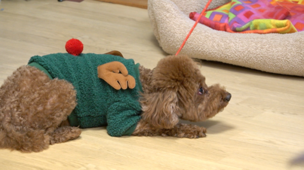 ▲'개는 훌륭하다' (사진제공=KBS 2TV)