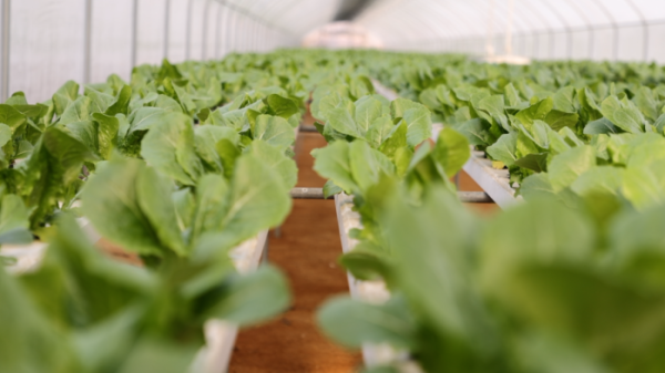 ▲'동네한바퀴' 청주(사진제공=KBS 1TV)