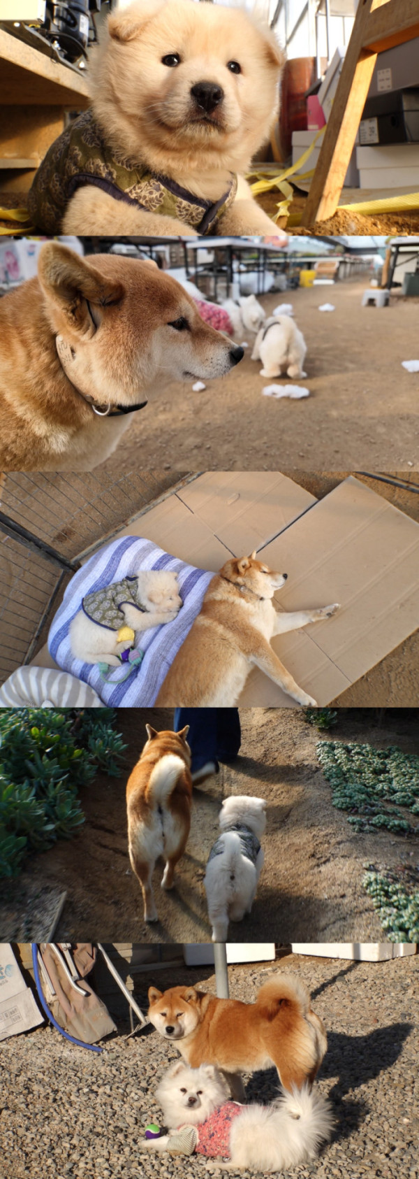 ▲'TV동물농장' (사진제공=SBS )